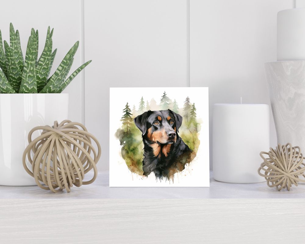 Tegel 15x15 cm Grote Zwitserse Sennenhond